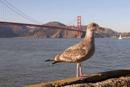 By the Golden Gate bridge, San Franciscoの写真素材