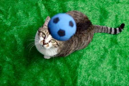 A cat playing soccer (football), over greenの写真素材