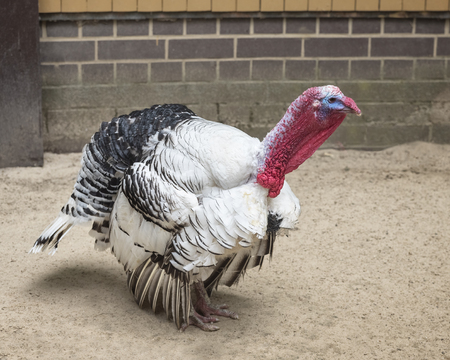 Royal Palm turkey is ornamental, exhibition bird with a unique appearance, largely white with bands...