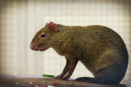 Azara's agouti, Dasyprocta azarae from the family Dasyproctidae, jungle gardeners in zoo