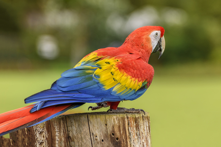 Scarlet macaw, Ara macao, a large red, yellow, and blue Central and South American parrot is...
