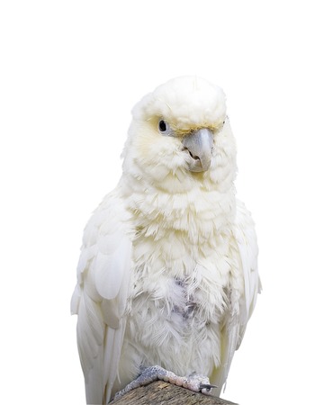 Philippine Cockatoo. Close up Isolatedの写真素材