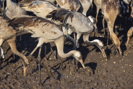 Common crane in Birds Natural Habitats, Hula Valley in Israel, a resting place for 500 million birds. Bird watching of Flocks of migrating birds. Close upの写真素材
