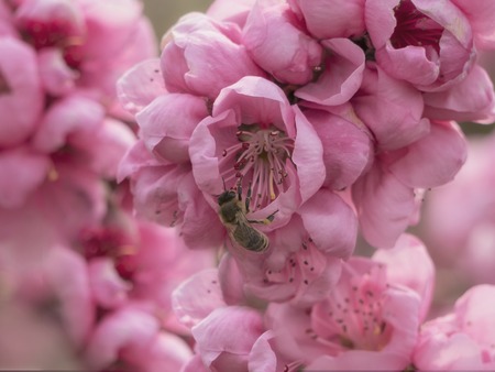 Honey Bee in blooming pink flower. Spring landscape. Close up