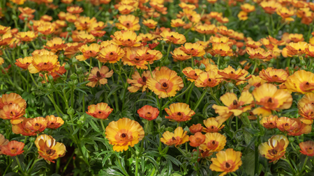 Ranunculus asiaticus, the Persian buttercup. Popular ornamental plant for gardens, parks. Landscape...