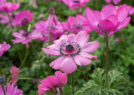 Anemone coronaria, the poppy anemone, Spanish marigold, windflower. Popular ornamental plant for gardens, parks and floristry. Landscape design concept. Close upの写真素材