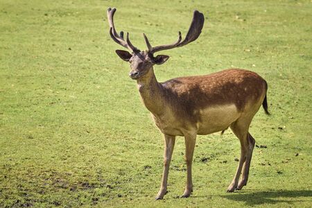 Red deer (Cervus elaphus) is one of the largest deer species. Wildlife and animal photo
