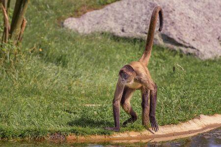 Spider monkeys are New World monkeys belonging to the genus Ateles, part of the subfamily Atelinae,...