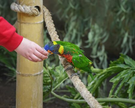 Biak lorikeet, Trichoglossus haematodus rosenbergii, Rosenbergs lori. A tribe of small to medium-sized arboreal parrots with brush-tipped tongues for feeding on nectar of blossoms, fruits, berriesの写真素材
