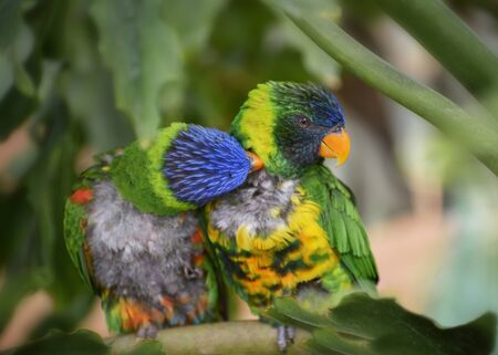 Trichoglossus haematodus capistratus, Edwards lori, Edwards lorikeet. Green head with blue streaking, breast pale yellow, green abdomen. Two birds sitting on the branch. Birds love. Close upの写真素材