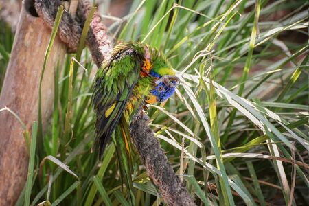 Trichoglossus haematodus capistratus, Edwards lori. Green head with blue streaking on forecrown to...