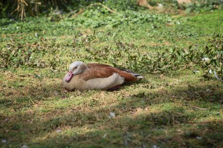 Egyptian goose, Alopochen aegyptiaca is on the grass glade. Landscape. Concept of wild animals worldの写真素材