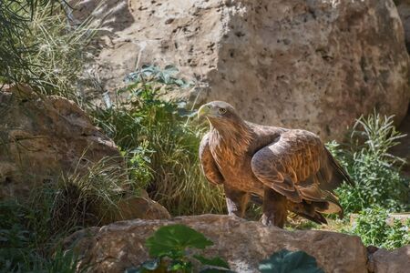White-tailed eagle, Haliaeetus albicilla, gray sea eagle, Eurasian sea eagle, a very large eagle....