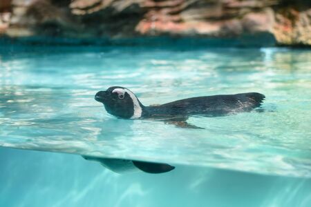 Black-footed African penguin in water. Flightless sea-bird with many small feathers and strong wings. Animal and wildlifeの写真素材
