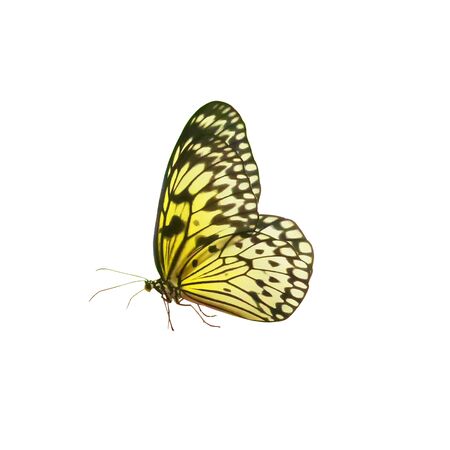 Yellow with black streifens butterfly, isolated on white backgroundの写真素材