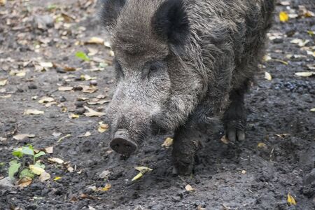 Wild boar, Sus scrofa, wild swine, Eurasian wild pig or wild pig. Portrait Close up