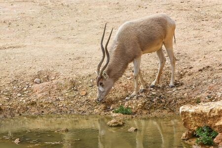 Addax, Addax nasomaculatus, white antelope, screwhorn antelope at a watering place. Animal and Wildlife. Portraitの写真素材