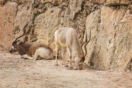 Addax, Addax nasomaculatus, white antelope, screwhorn antelope. Animal and Wildlife Portrait