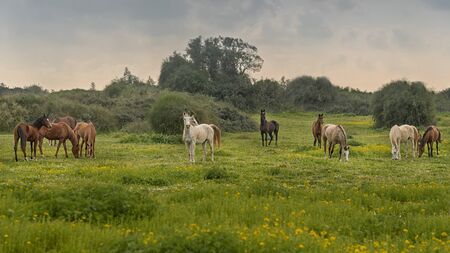 Herd of thoroughbred horses in the pasture. Rural peacefully landscape
