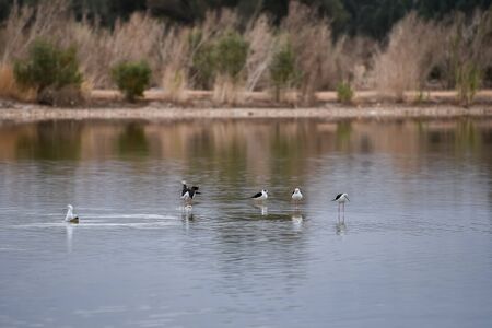 Minimalistic spring landscape with birds on the lake. Flock of black-winged stilts. Himantopus...