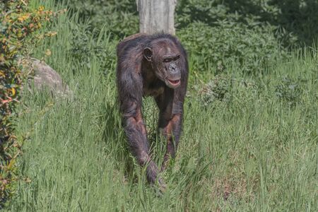 Western chimpanzee, West African chimpanzee, Pan troglodytes verus. Portrait of walking adult chimpanzee. Animals in natur reserveの写真素材