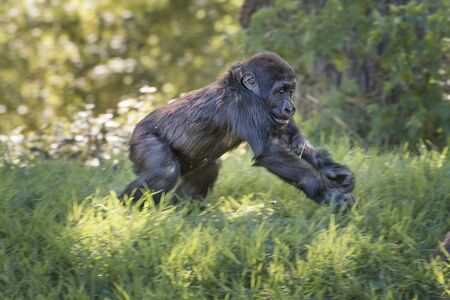 Western chimpanzee, West African chimpanzee, Pan troglodytes verus. Chimpanzee infant is playing....