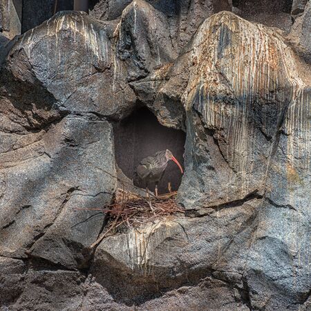 Northern Bald Ibis, Geronticus eremita, Hermit Ibis or Waldrapp is sitting in the nest on the rock. Bird watchingの写真素材