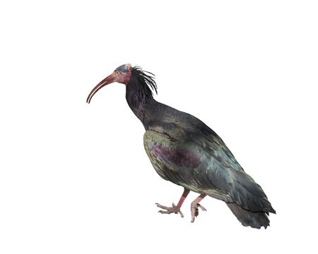 Northern Bald Ibis, Geronticus eremita, Hermit Ibis or Waldrapp. Isolatedの写真素材