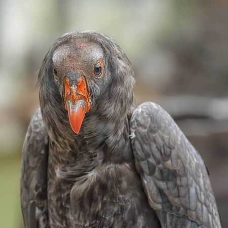 California condor, a significant bird to many California Native American groups, the North America's...