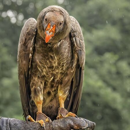 California condor, a significant bird to many California Native American groups, is on the trainer's...
