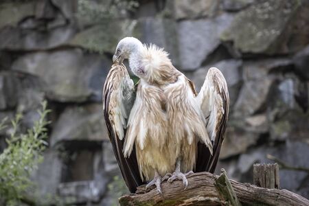 Griffon vulture, a large Old World vulture. Sand-coloured to dark brown, with a white head, neck and ruff birds with long, wide wings. Birds watching in the wildlifeの写真素材