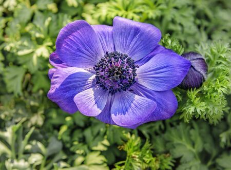 Anemone coronaria, the poppy anemone, Spanish marigold, or windflower, species of flowering plant in the genus Anemone, native to the Mediterranean region. Close up of blue park-, garden flowerの写真素材