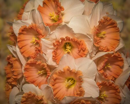 Fresh spring daffodils posy light and bright. Close up