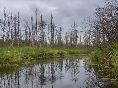Landscape of severe, fragile, pristine Karelian nature with river. Wild nature. Background,...