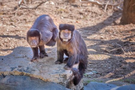 Tufted capuchin, Sapajus apella, black-capped capuchin. Exotic monkeys in the Monkey Forest in Yodfat, Israel. Natural conditions for freely moving animals in outdoorの写真素材