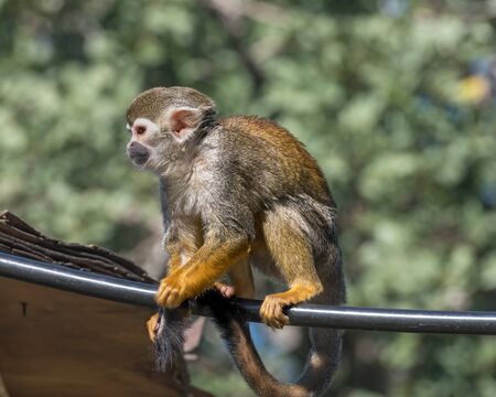 Central American squirrel monkey, red-backed squirrel monkey. Exotic monkeys in the Monkey Forest in...