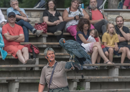 California condor, Gymnogyps californianus, a New World vulture is on the hand of trainer on the...