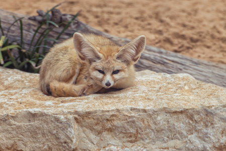 Fennec fox, Vulpes zerda, a small crepuscular fox native to the Sahara Desert and the Sinai Peninsula, an exotic pet with unusually large earsの写真素材