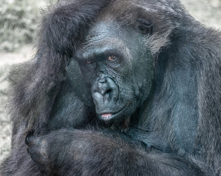 Western gorilla, Gorilla gorilla, a great ape Portrait