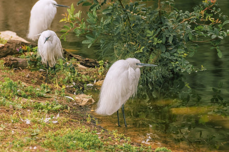Little egret, Egretta garzetta, a species of small heron at the lake. Landscape. Birds in the wild lifeの写真素材