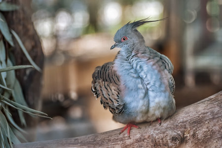 Crested Pigeon, a topknot pigeon. Beautiful bird with blue plumageの写真素材