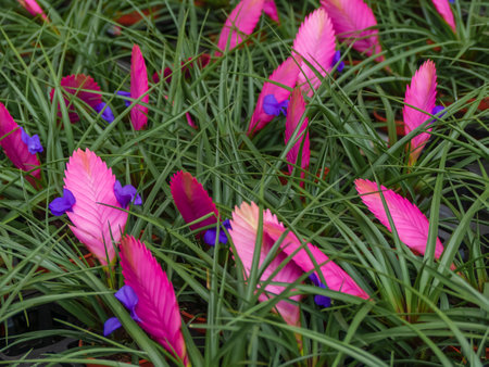 Tillandsia, Pink Quill Plant, Tillandsia cyanea, Tillandsia lindenii. Evergreen, perennial flowering plant in the family Bromeliaceae. Close up. Concept my gardenの写真素材