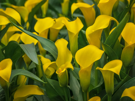 Yellow vibrant flowers of Zantedeschia Sunclub, arum lily, calla lily, calla. Herbaceous, perennial, flowering plants in the family Araceae. Close up. Interior fotoの写真素材