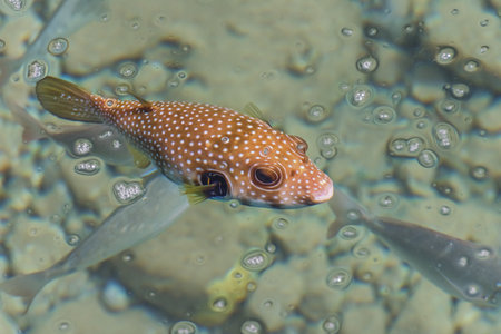 White-spotted puffer in the sea. The wonderful world of the Red Sea. Sea Sceneryの写真素材