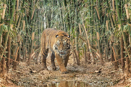 Sumatran tiger with dark fur and wide stripes in a bamboo forest. Portrait