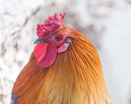 Cock with colorful plumage. Poultry in the household. Rare, elite chicken breeds. Portrait