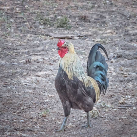 Hen, a domesticated fowl. Poultry in the household. Rare, elite chicken breedsの写真素材