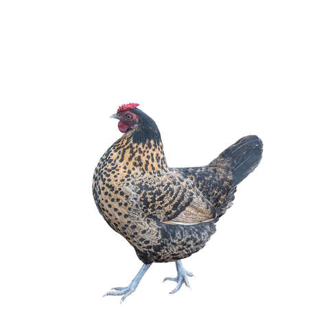 Chicken with colorful-spots plumage. Poultry in the household. Isolatedの写真素材
