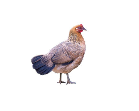 Hen, a domesticated fowl. Poultry in the household. Rare, elite chicken breeds. Isolated