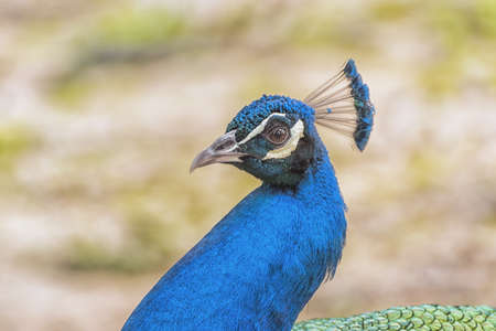 Indian peafowl, the common peafowl, blue peafowl. Male neck detailの写真素材